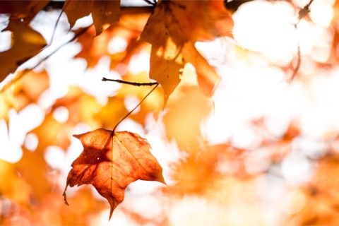 Fall-as-in-approaching-for-world-economy